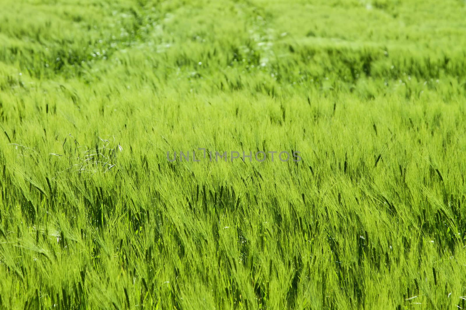 Green weath cereal field in denmark in the summer