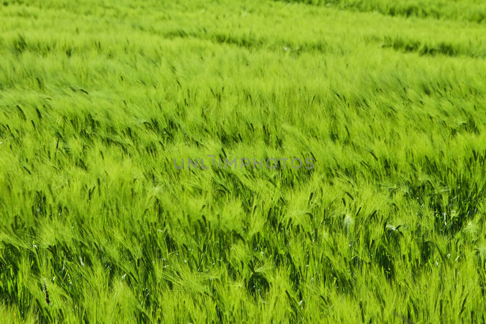 Green weath cereal field in denmark in the summer