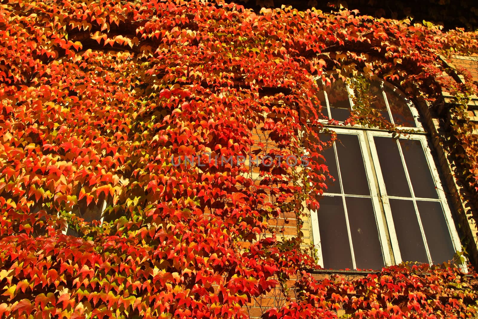 Old red brick house in denmark with red leaves