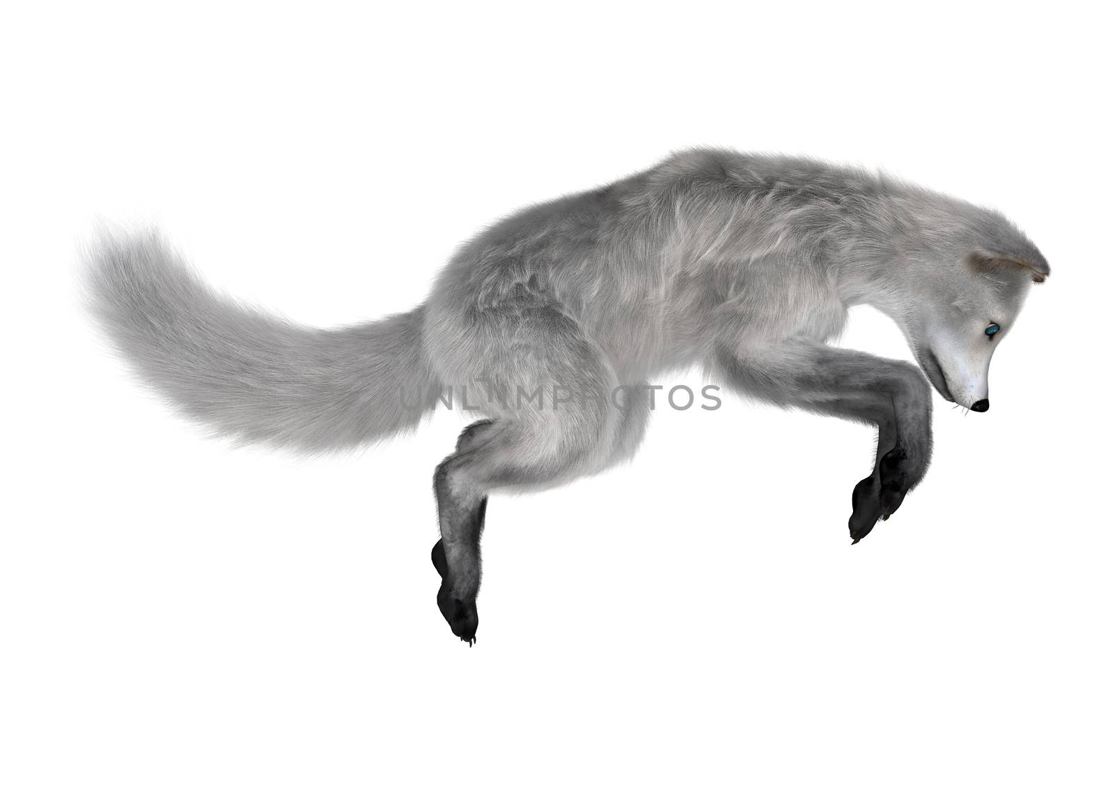 3D digital render of an arctic fox jumping isolated on white background