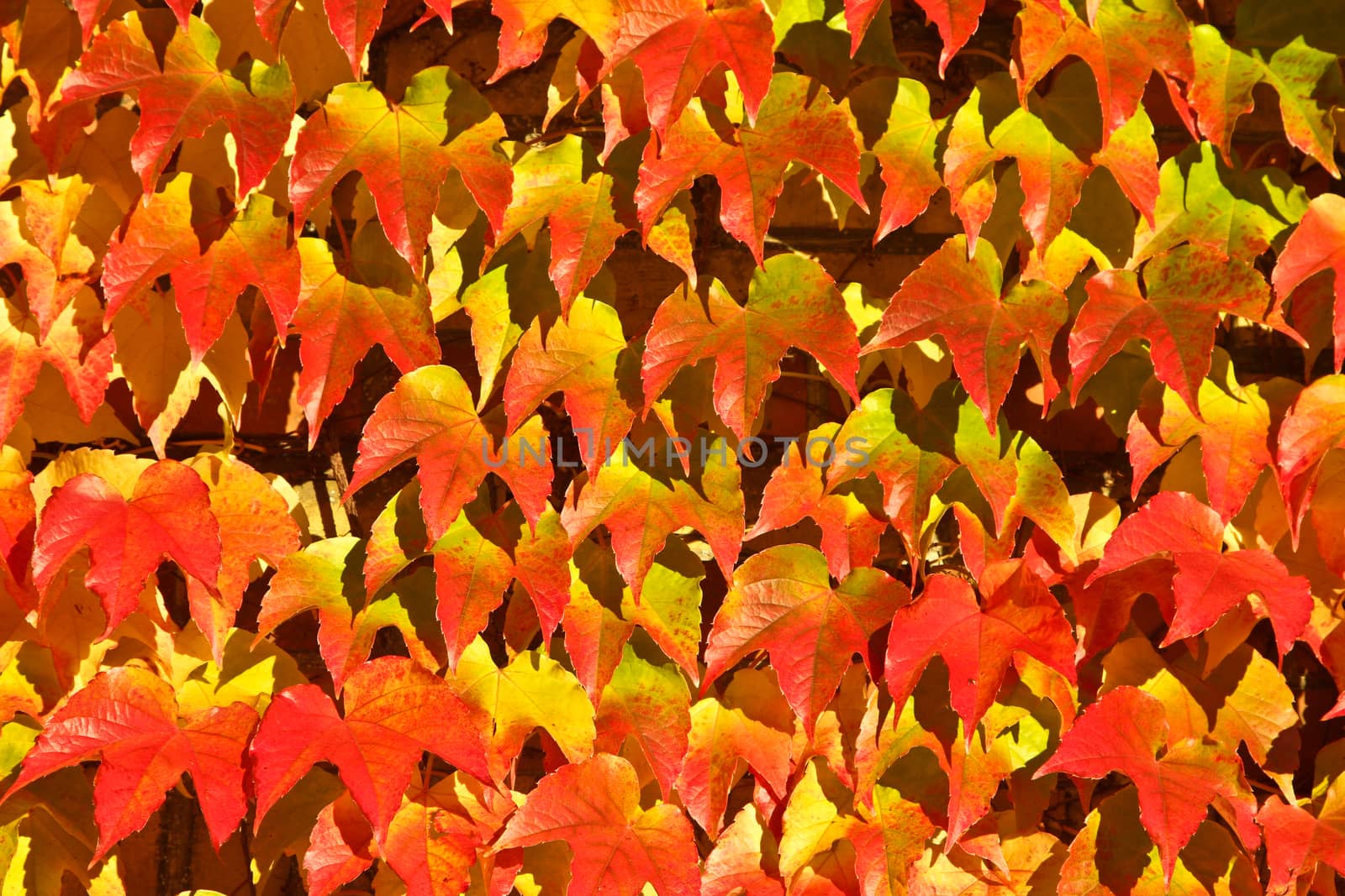 Old red brick house in denmark with red leaves