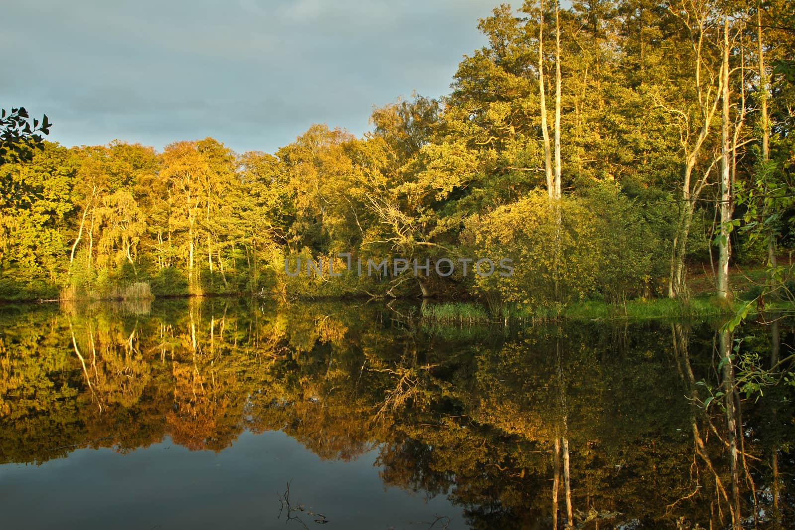 lake in a forest in denmark in fall
