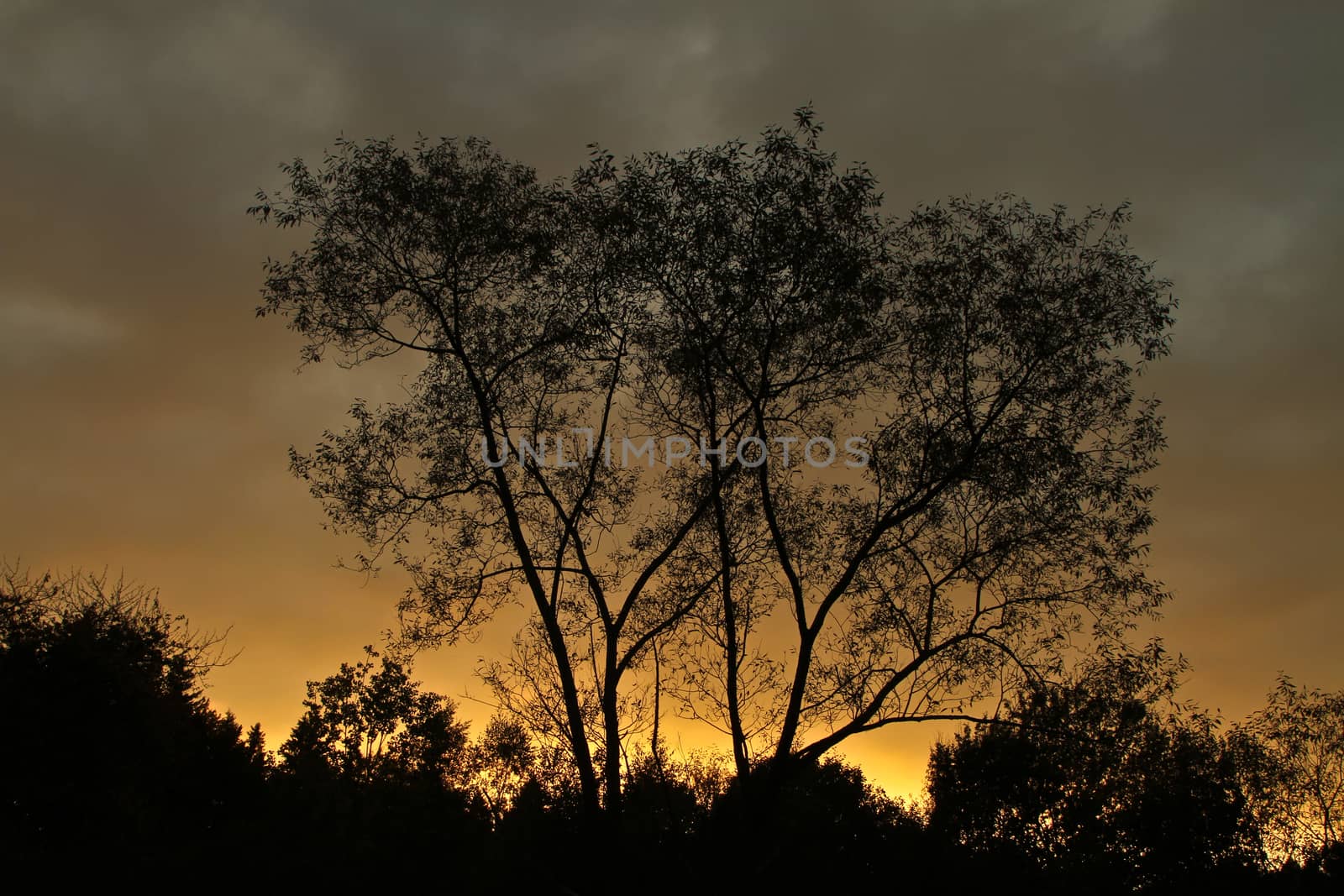 Trees against a yellow sunset sky in Denmark
