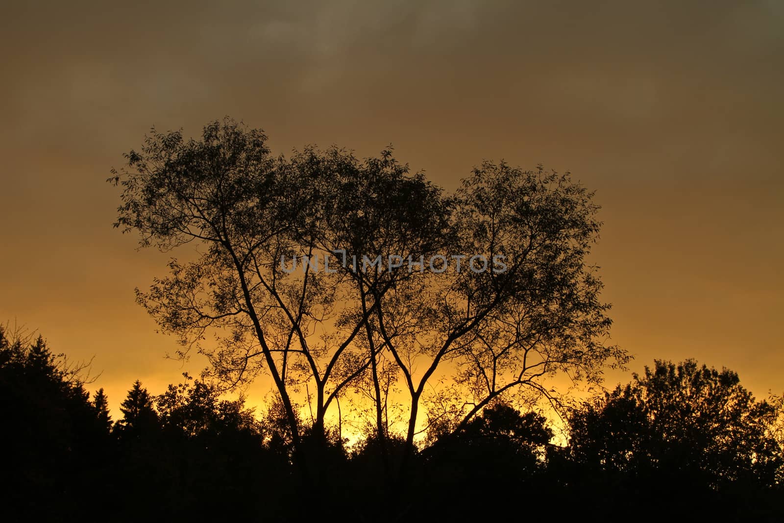 Trees against a yellow sunset sky in Denmark