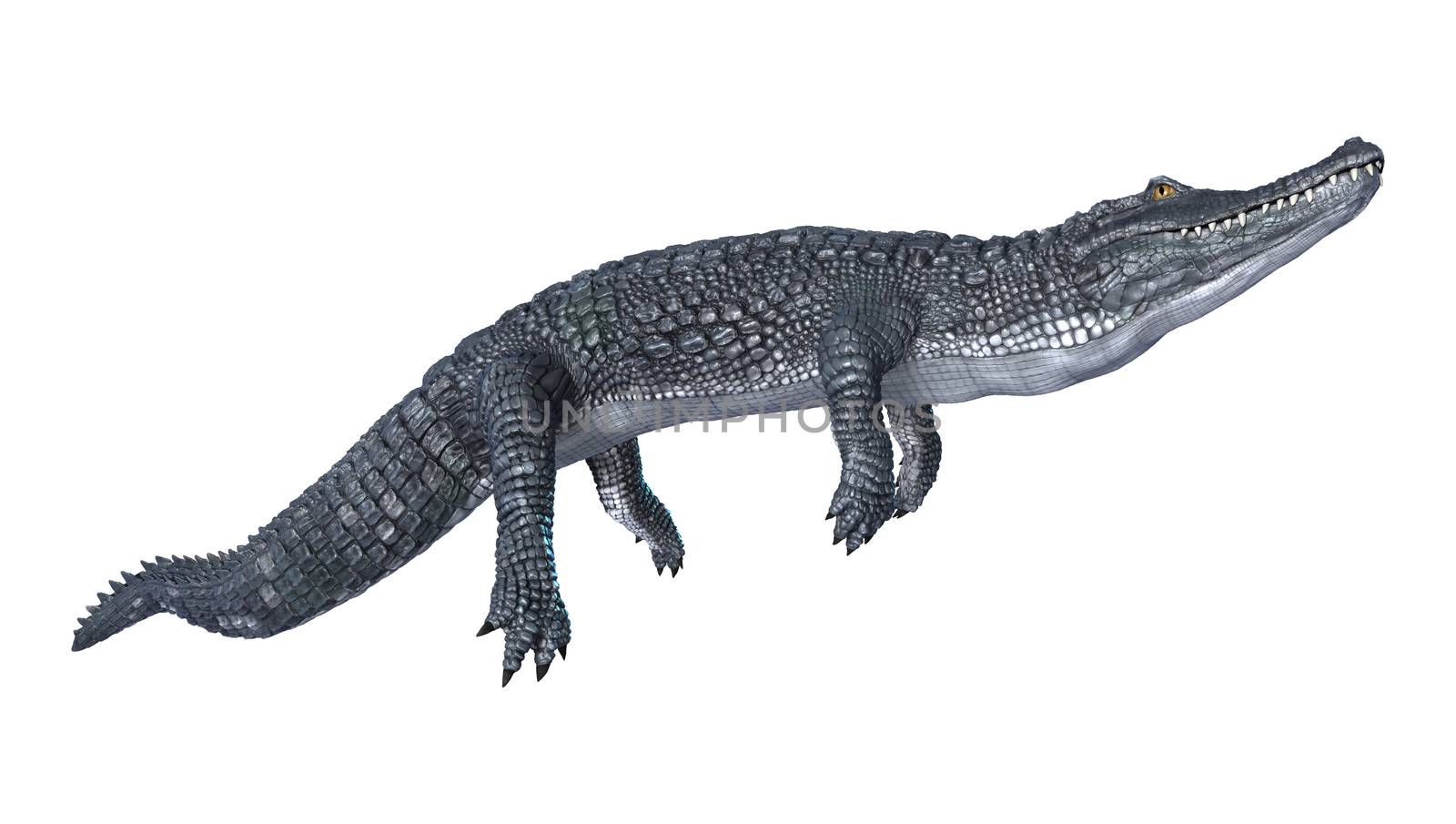 3D digital render of an alligator caiman isolated on white background