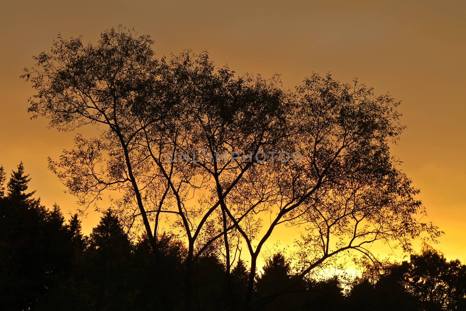 Trees against a yellow sunset sky in Denmark