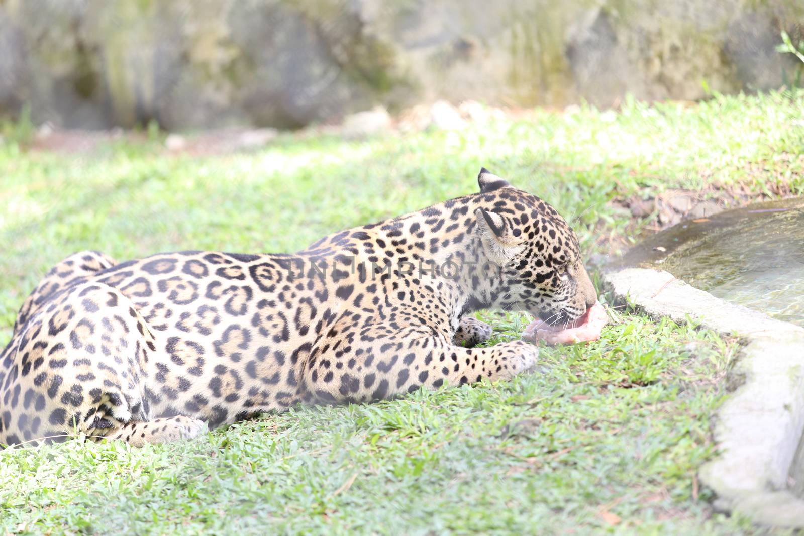 Jaguar eating his pray
