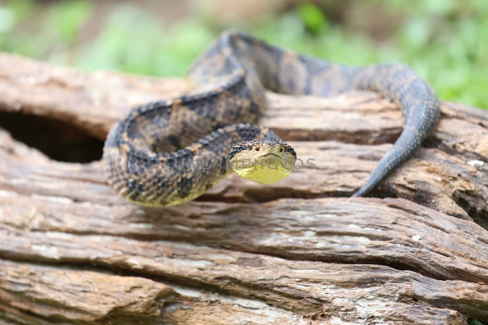 Jumping Pit Viper (atropoides Mexicanus) by dacasdo