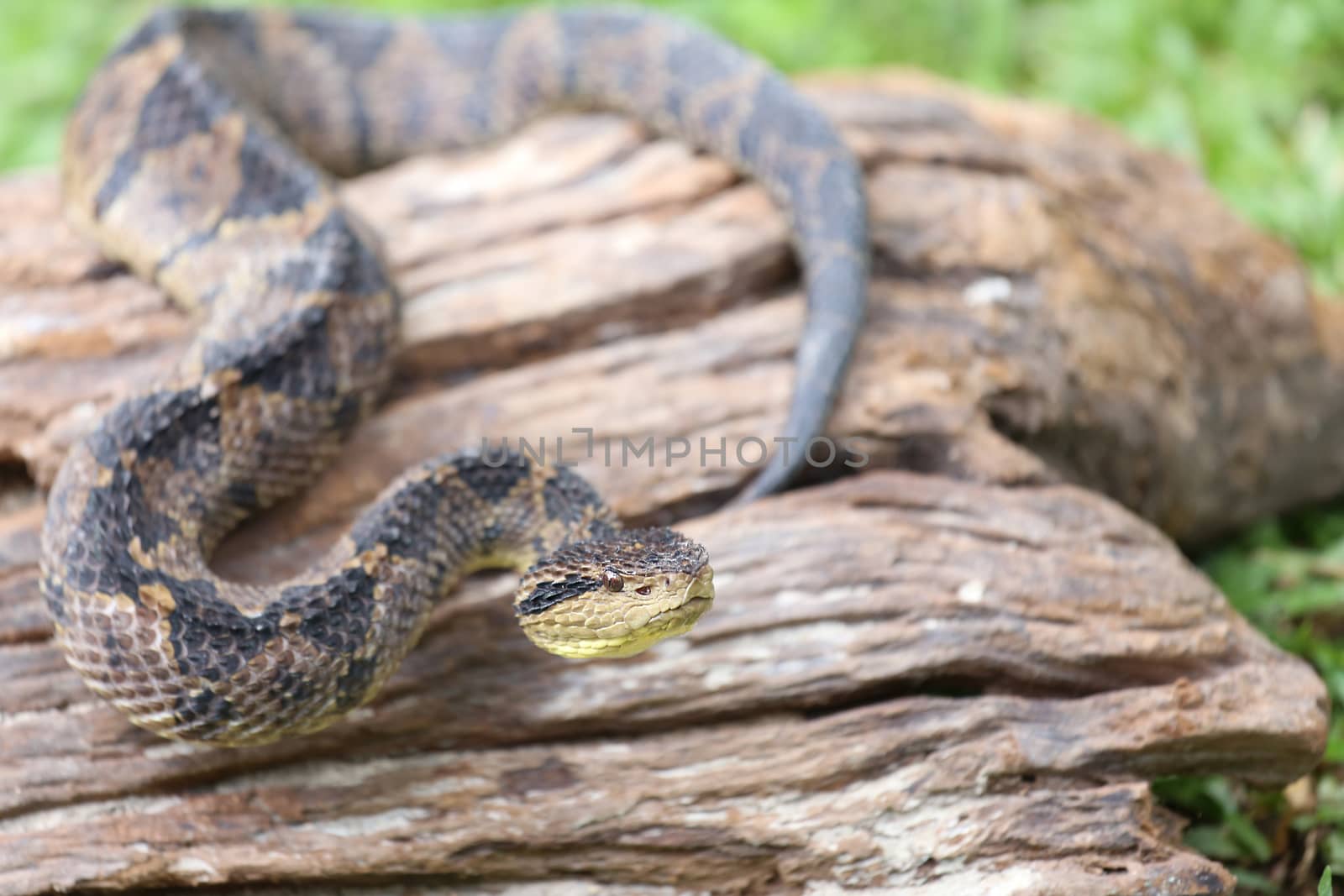 Jumping Pit Viper (atropoides Mexicanus) by dacasdo