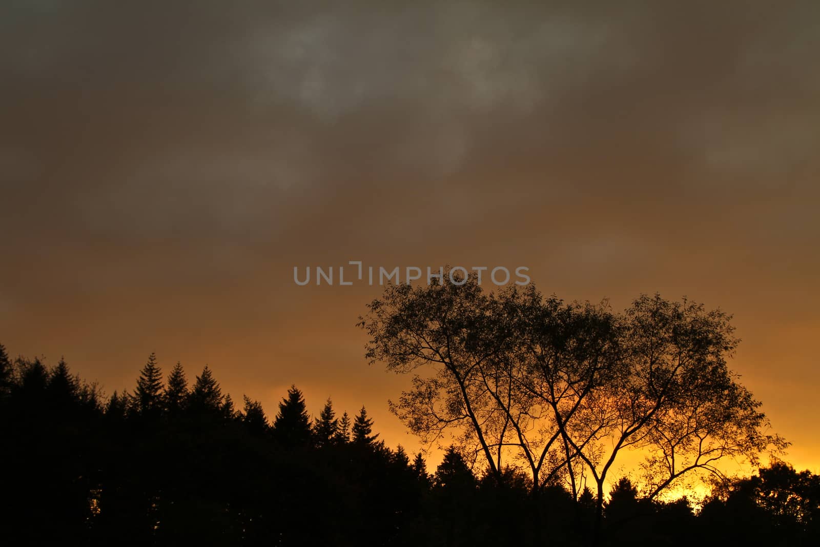 Trees against a yellow sunset sky in Denmark