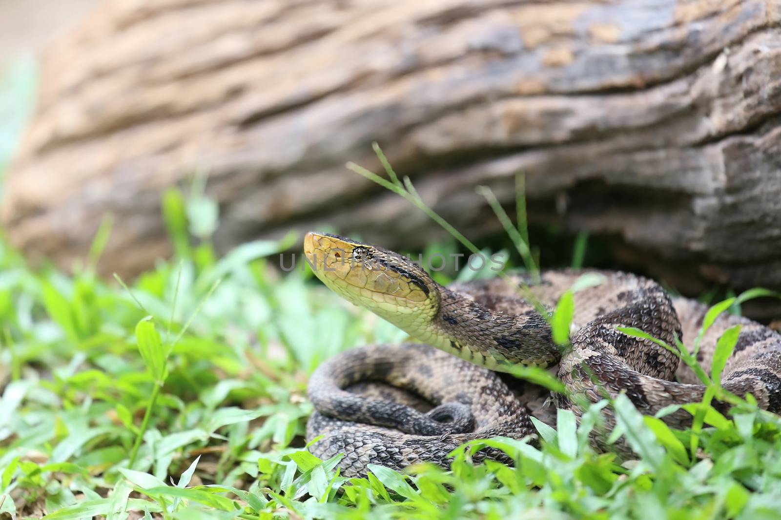 Ferdelance Pit Viper in the Rain Forest by dacasdo