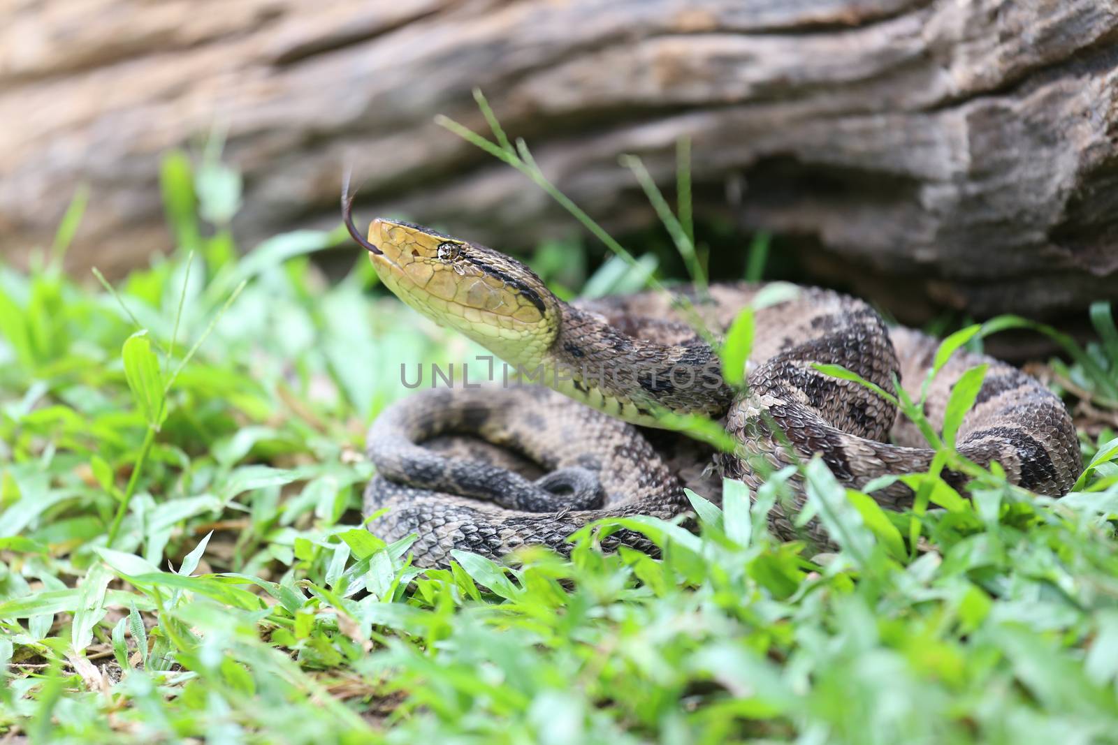 Ferdelance Pit Viper in the Rain Forest by dacasdo