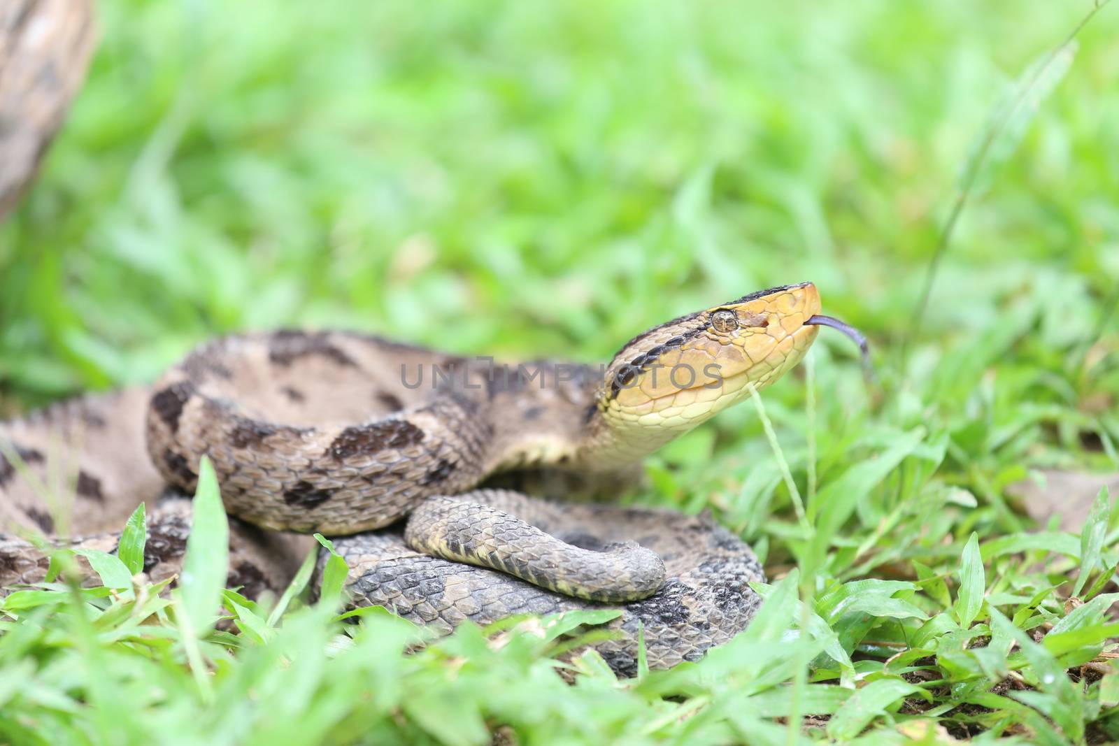 Ferdelance Pit Viper in the Rain Forest by dacasdo