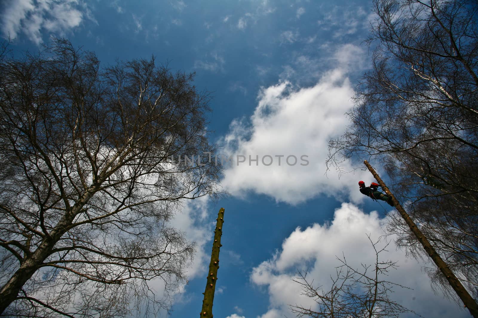 Woodcutter in action in denmark