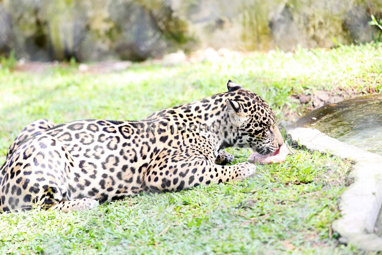 Jaguar eating his pray by dacasdo