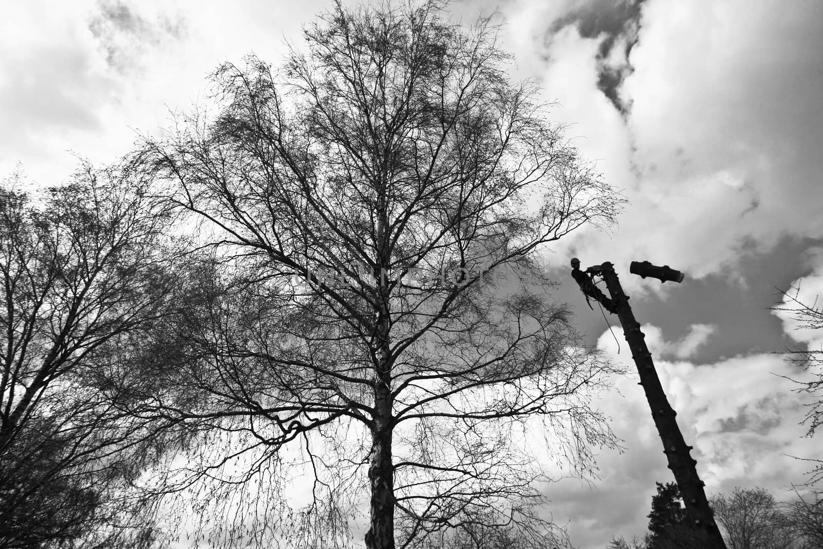 Woodcutter in action in denmark
