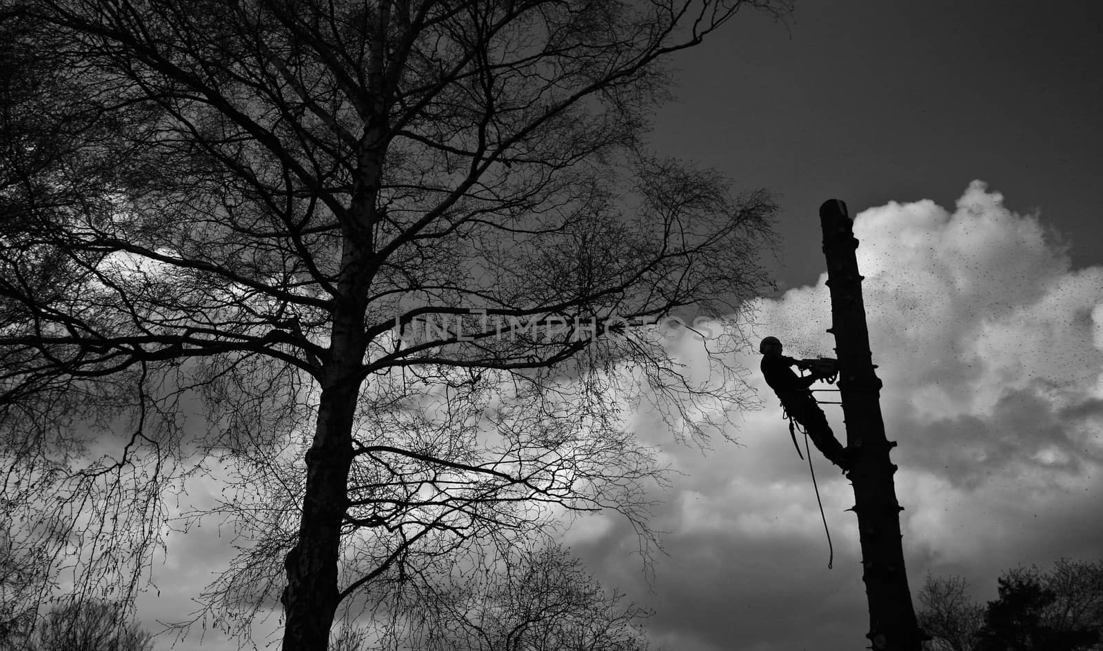 Woodcutter in action in denmark