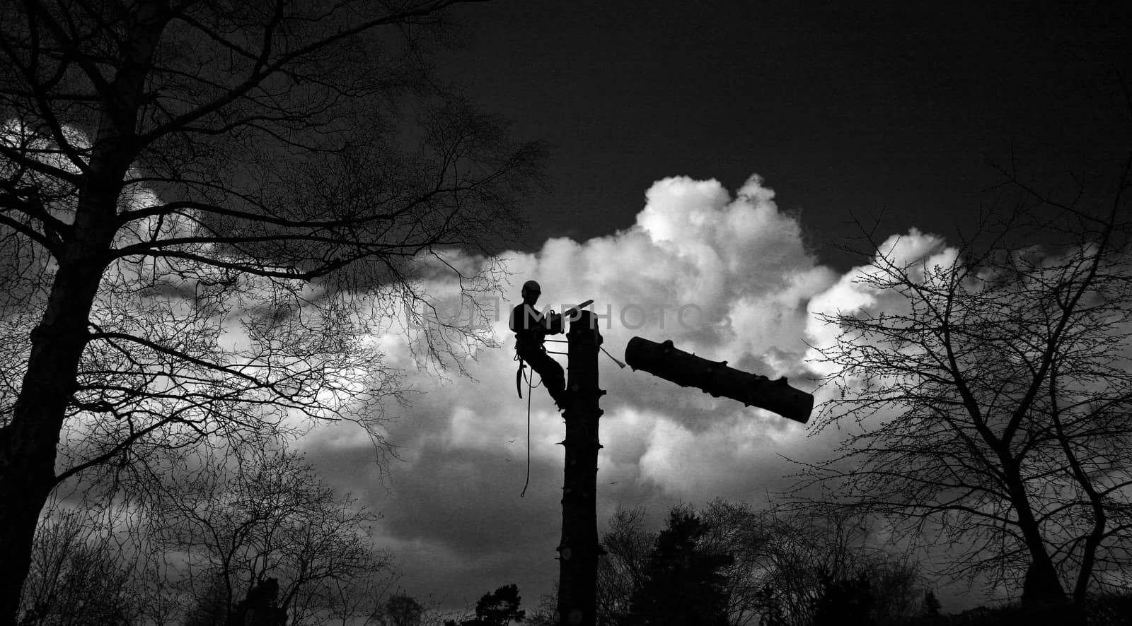 Woodcutter in action in denmark