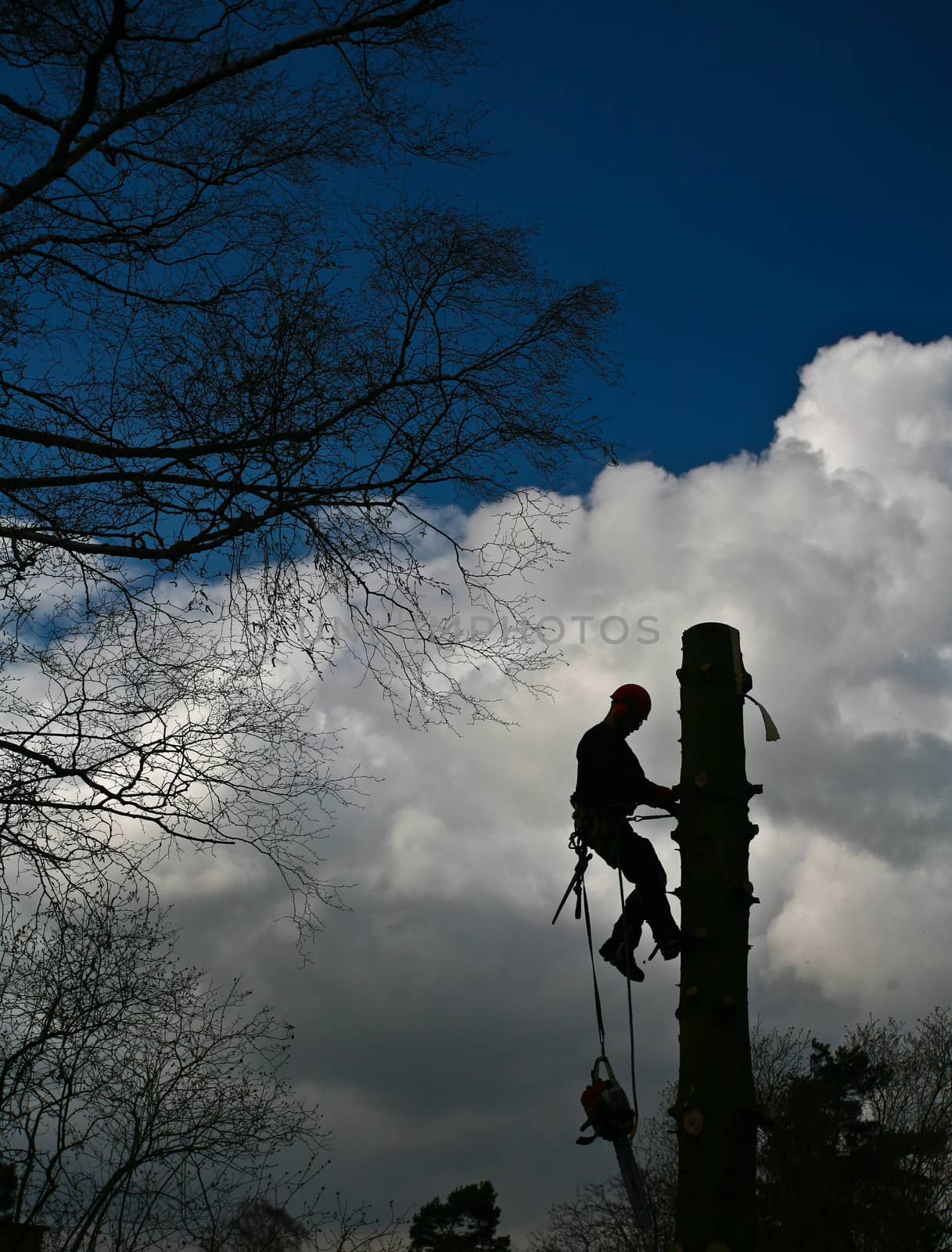 Woodcutter in action in denmark