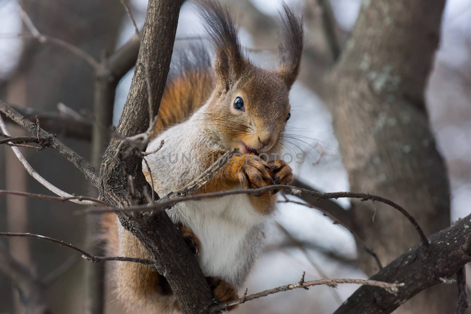 squirrel by AlexBush
