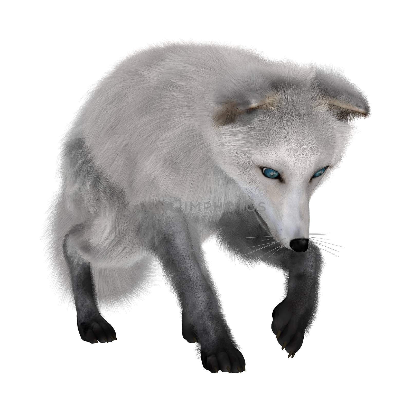 Arctic Fox by Vac