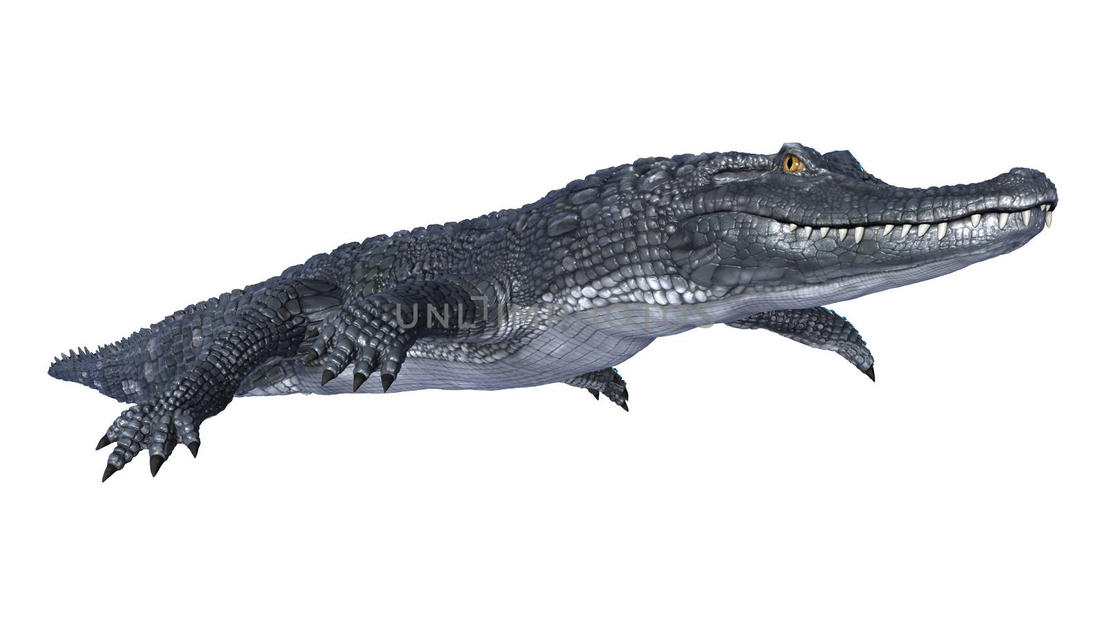 3D digital render of an alligator caiman isolated on white background