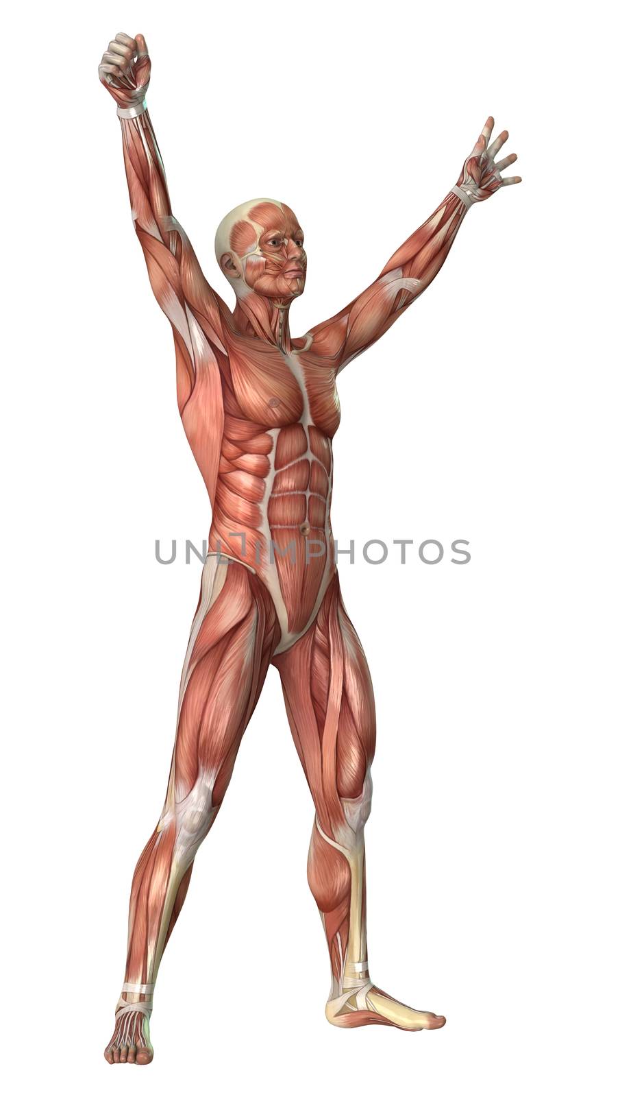 3D digital render of a male anatomy figure with muscles map isolated on white background