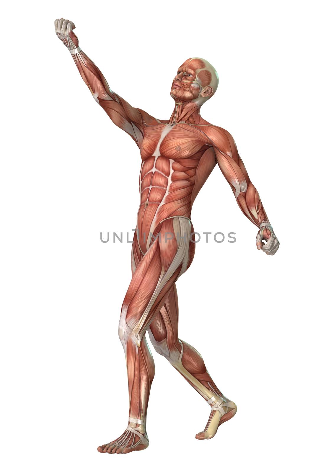 3D digital render of a male anatomy figure with muscles map isolated on white background