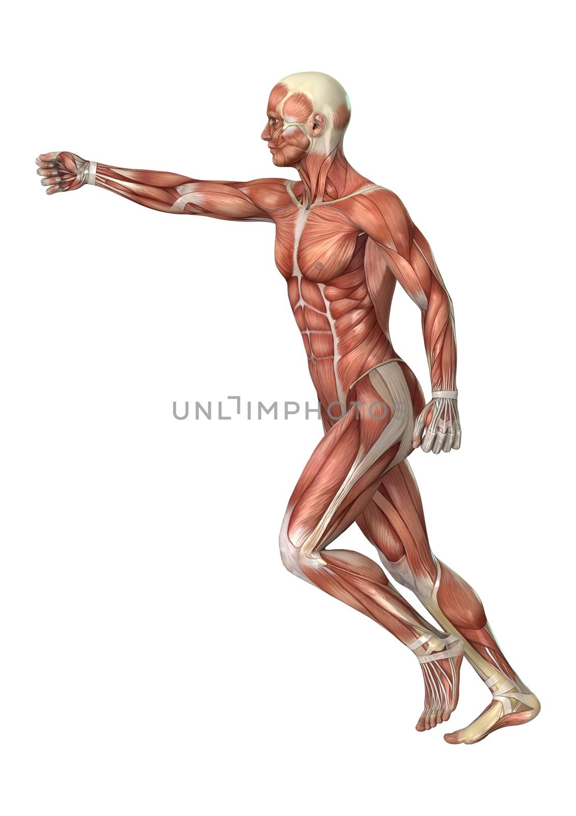 3D digital render of a male anatomy figure with muscles map isolated on white background