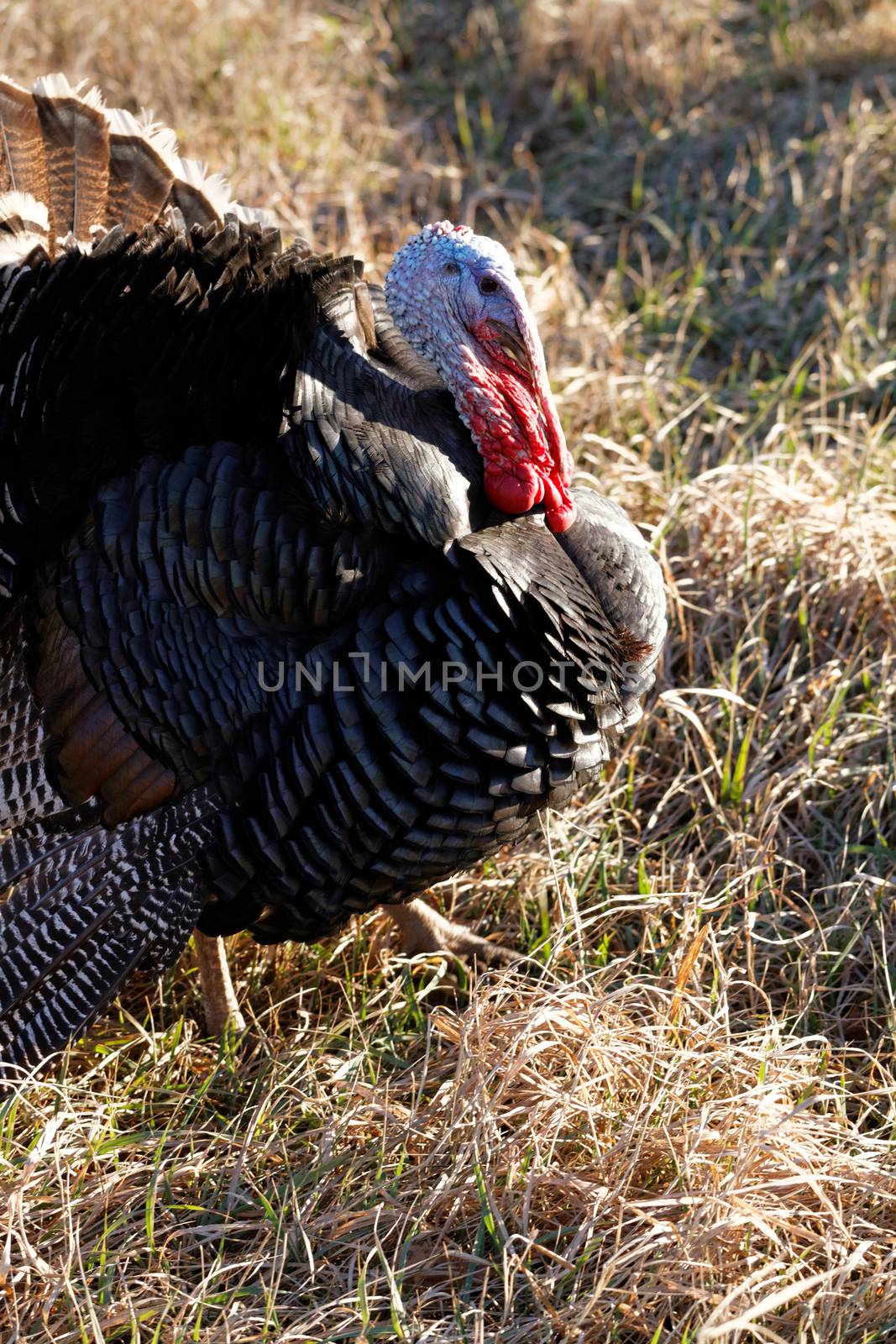 Photo of a wild turkey in nature 