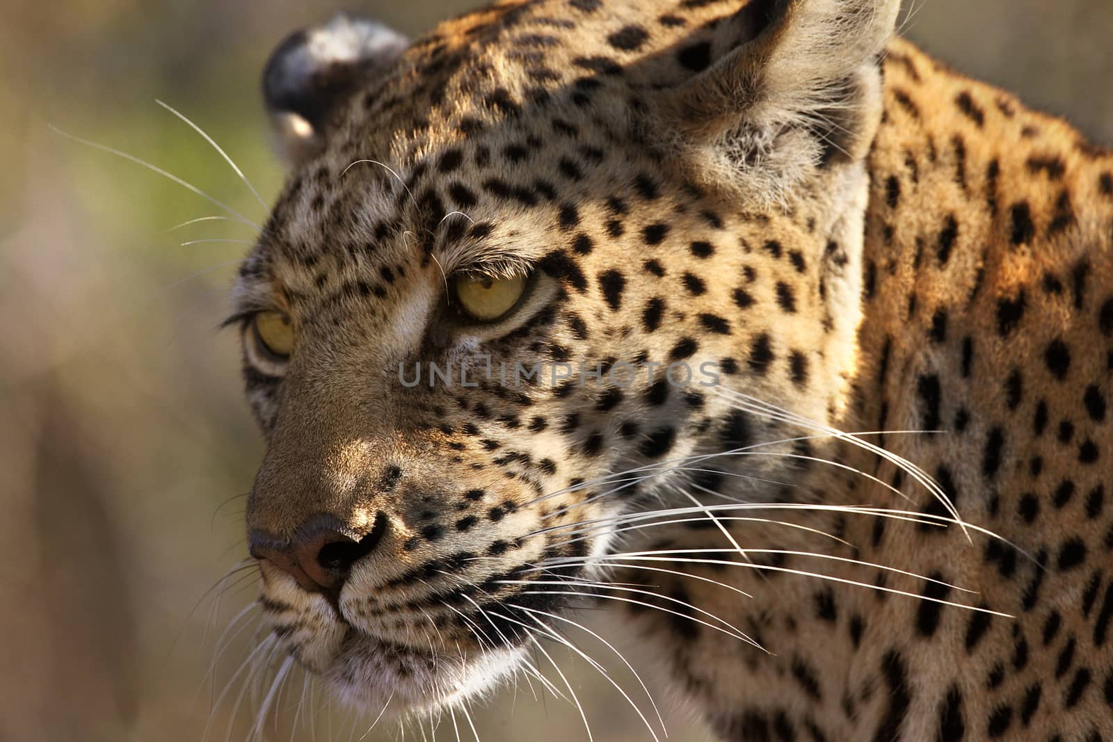 An adult female Leopard (Panthera pardus) in the Savuti area of Botswana