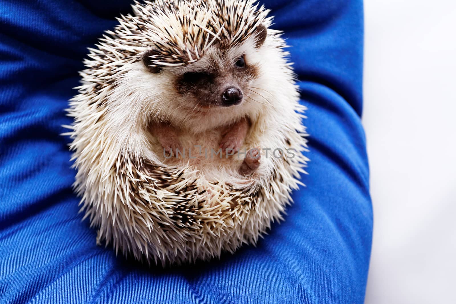 Cute hedgehog by Nneirda