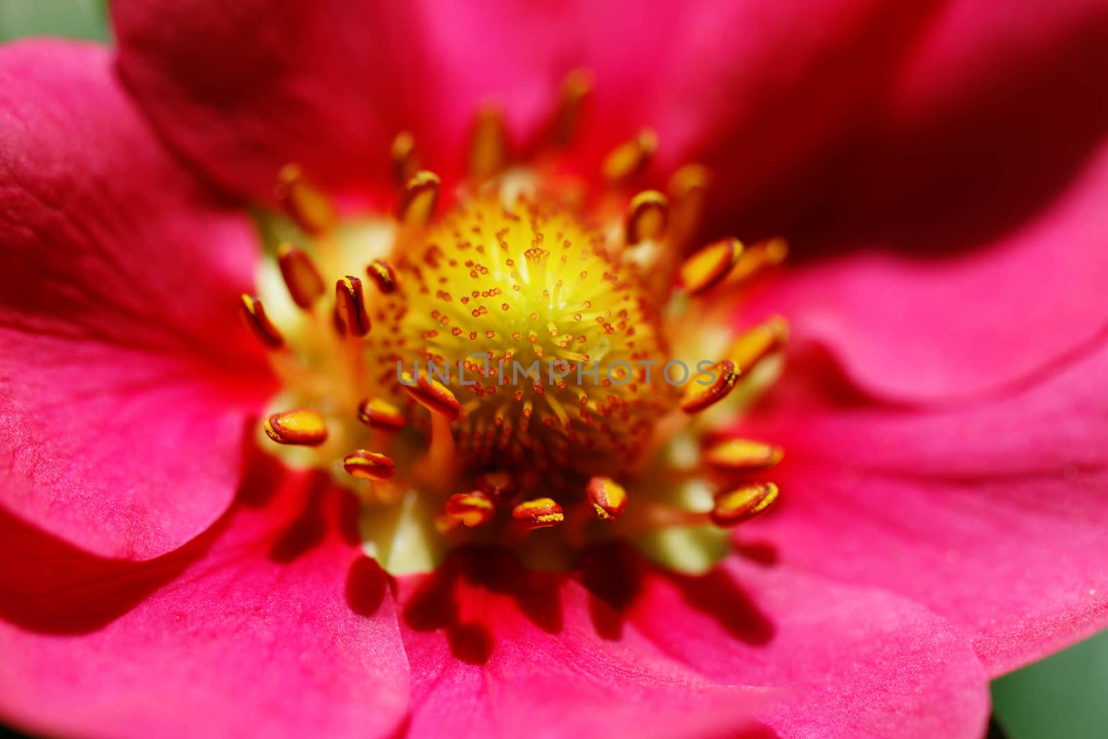 Close up photo a little pink strawberry flower
