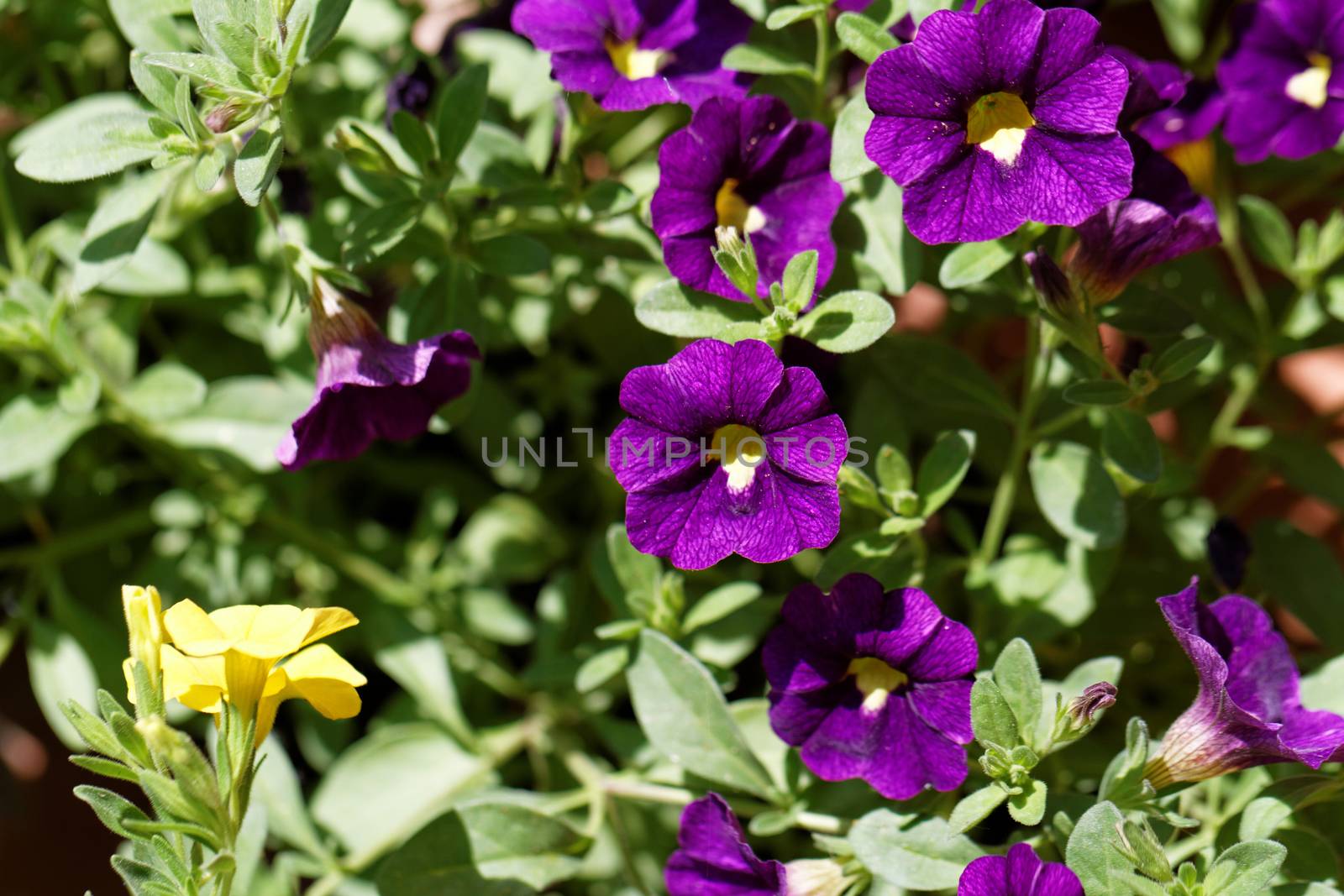 Purple petunia by Nneirda