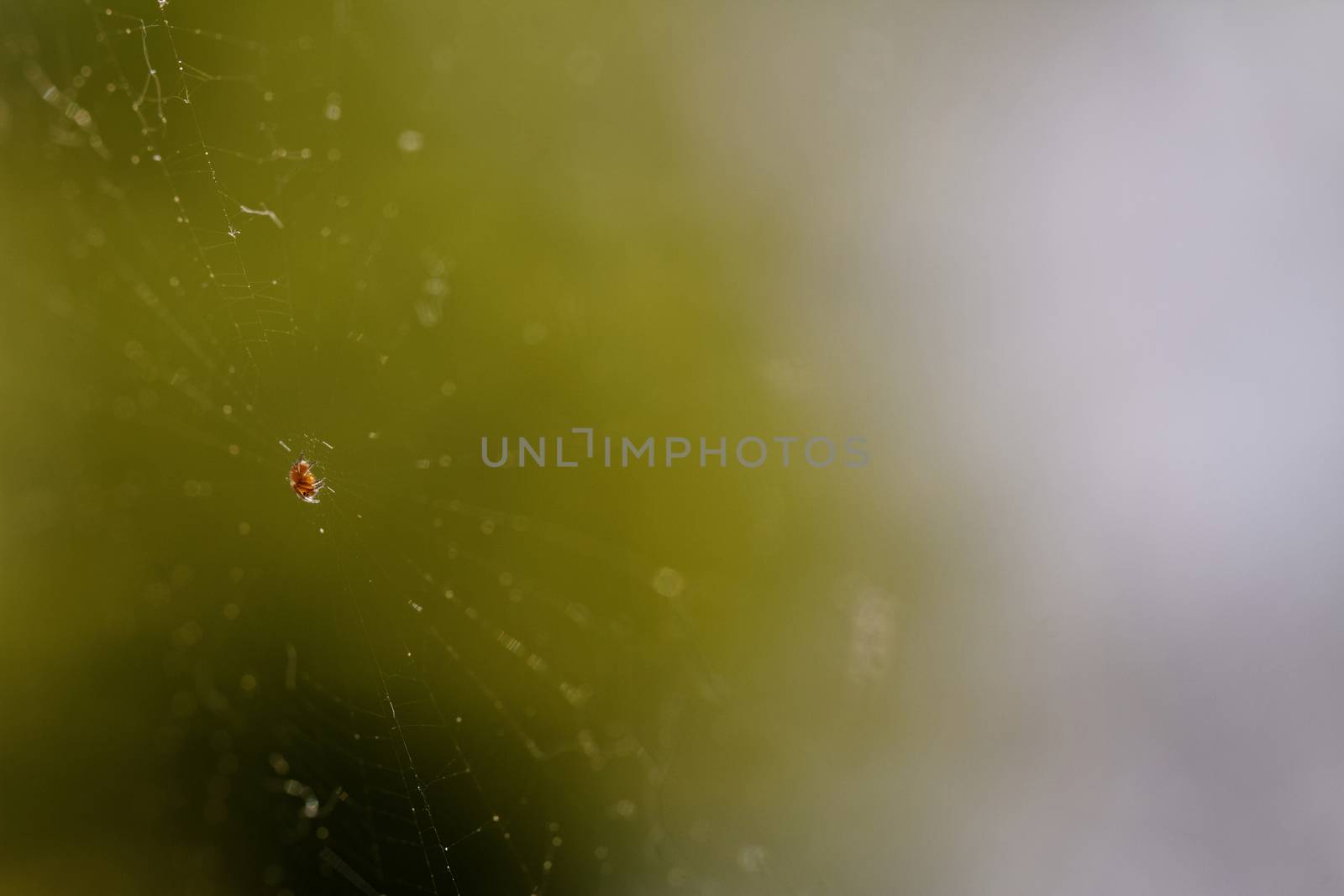 Photo of a small spider in the middle of the cobweb