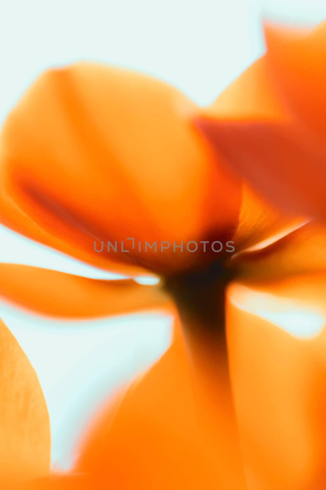 Orange flower by Nneirda