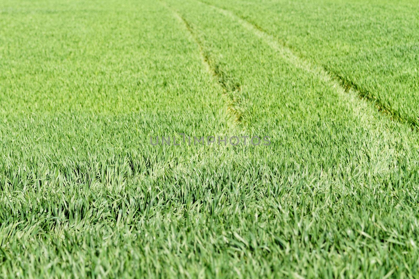 Photo of green grass in the park