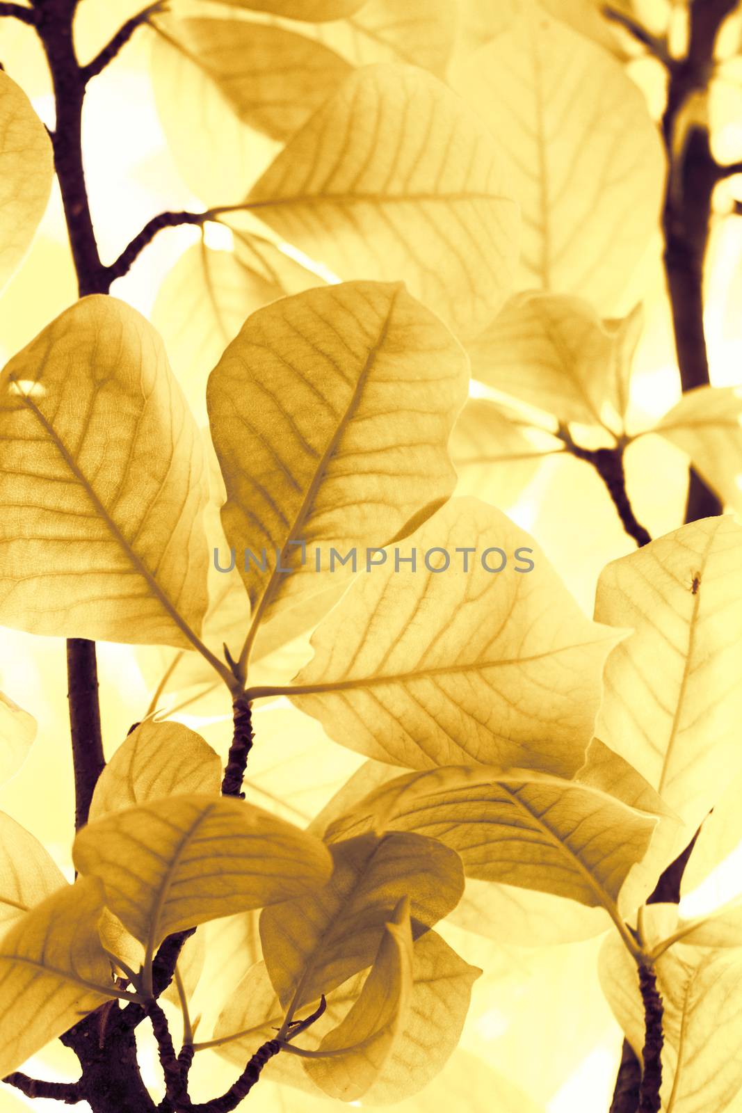 Photo of the yellow leaves in summer
