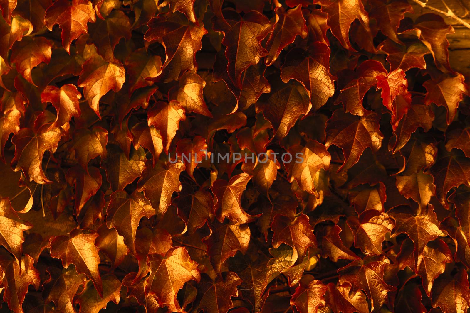 Creeping leaves by Nneirda