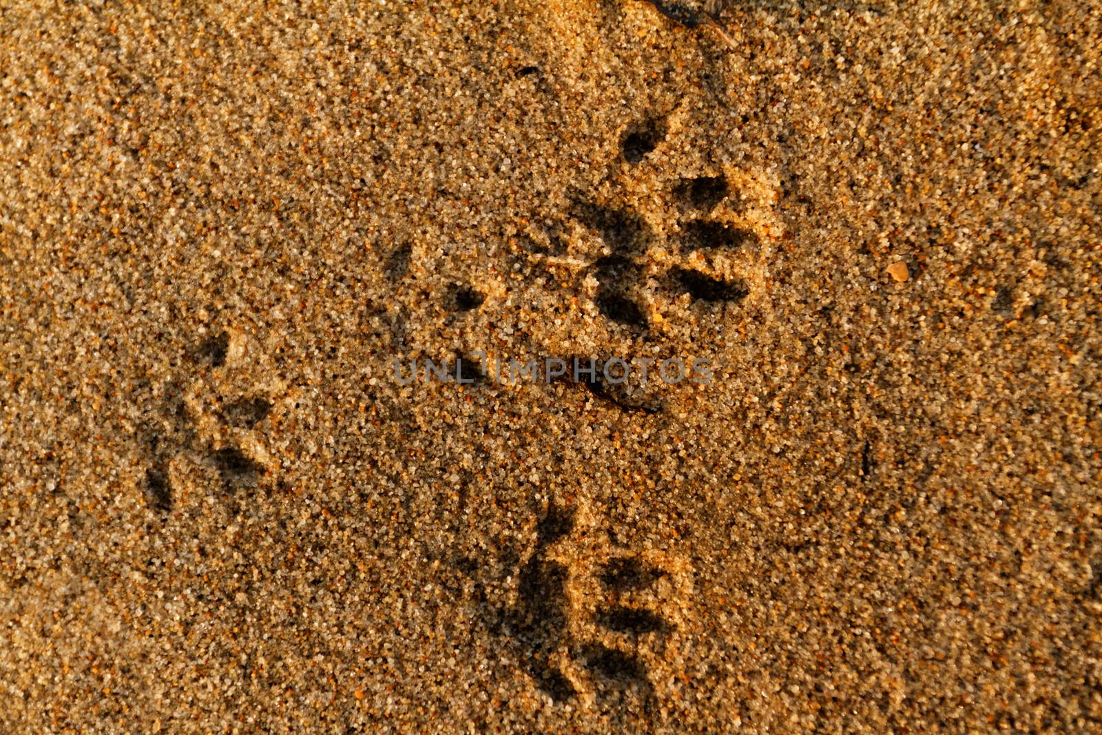 Photo of an animal foot print on the sand