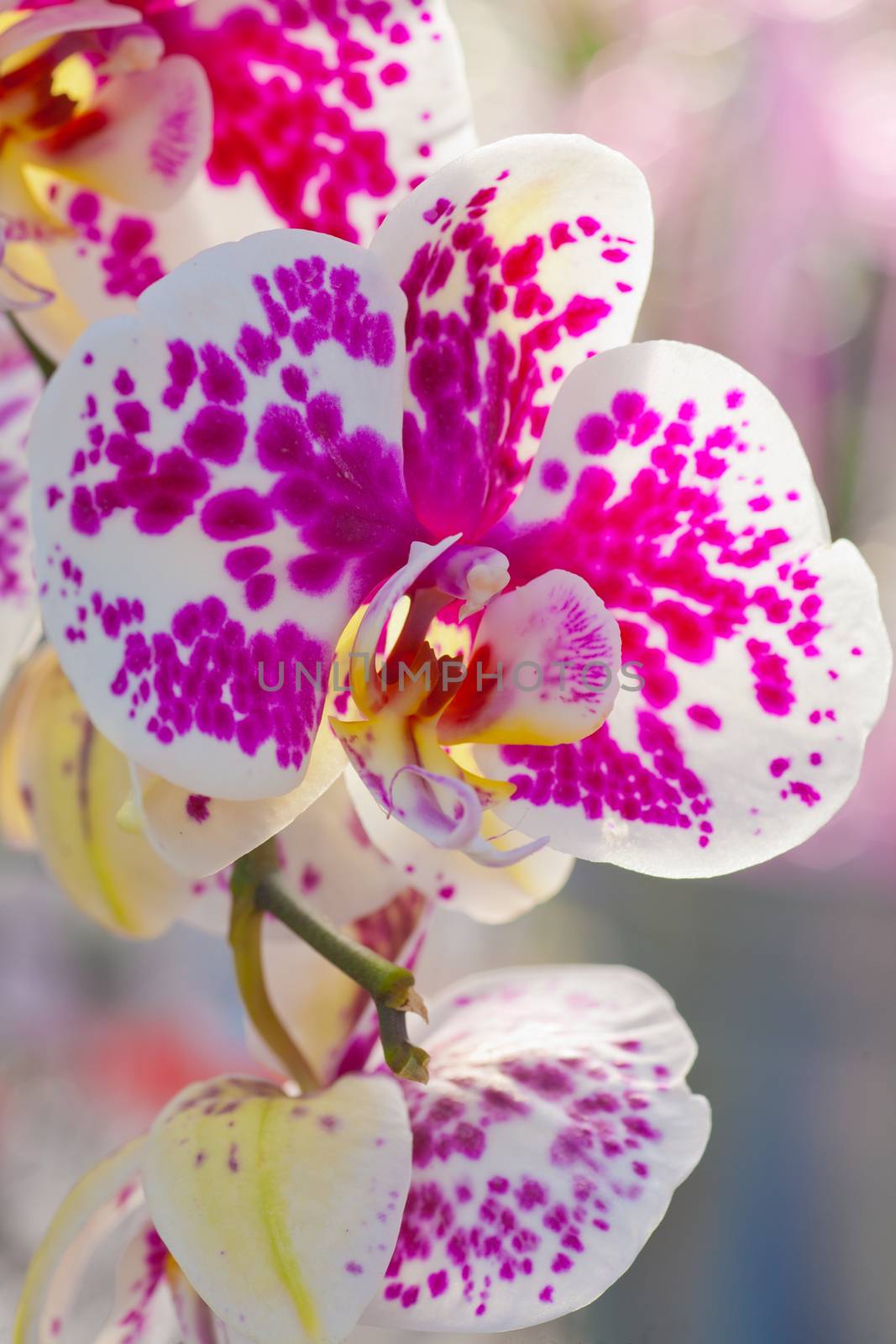 Beautiful white and pink orchid by rgbspace