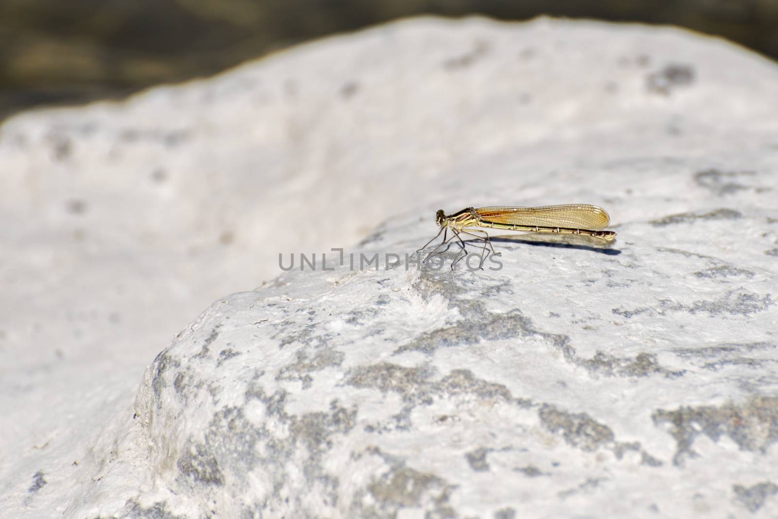 Dragonfly perching on a rock - wild insect