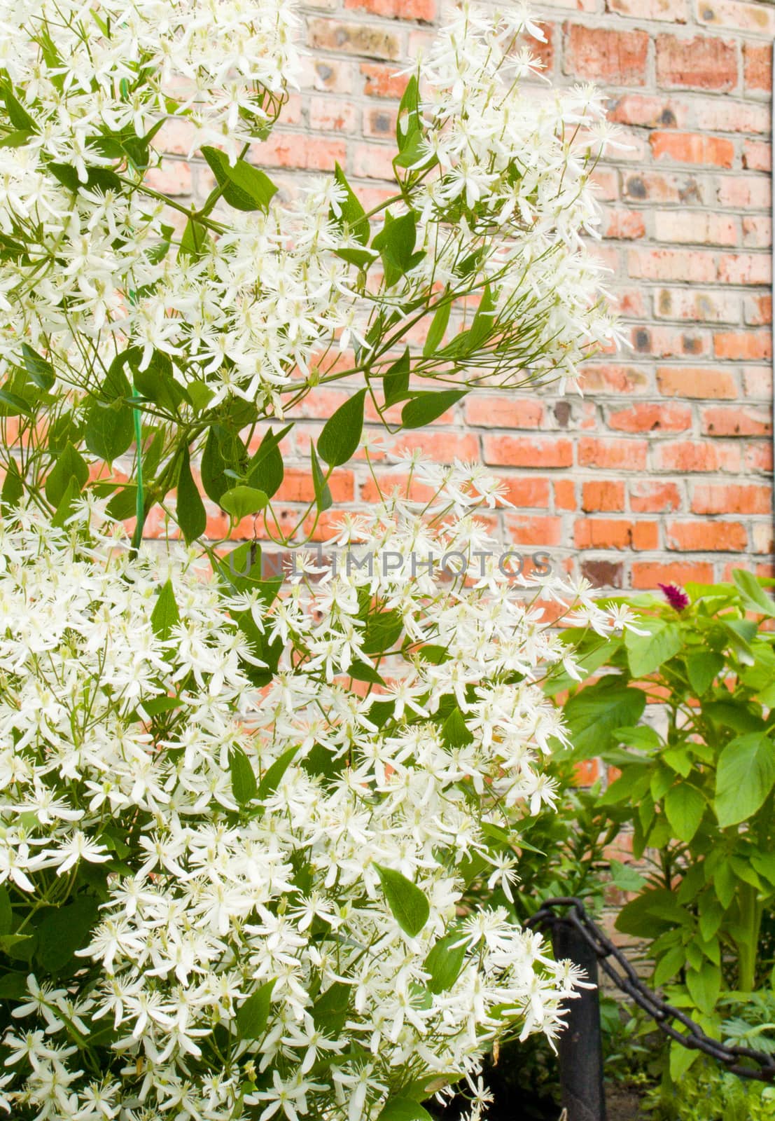 green bush with white flowers closeup of