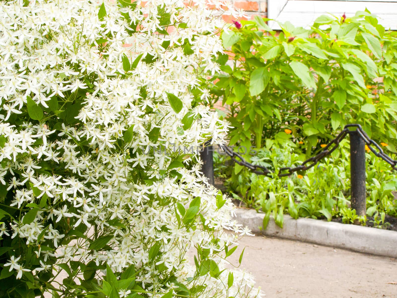 green bush with white flowers closeup of