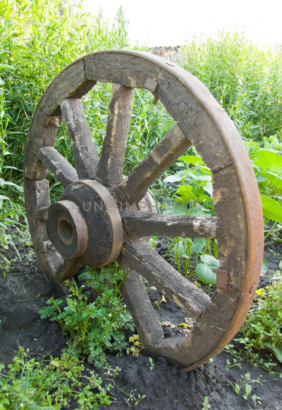 old wheel on a background of green grass