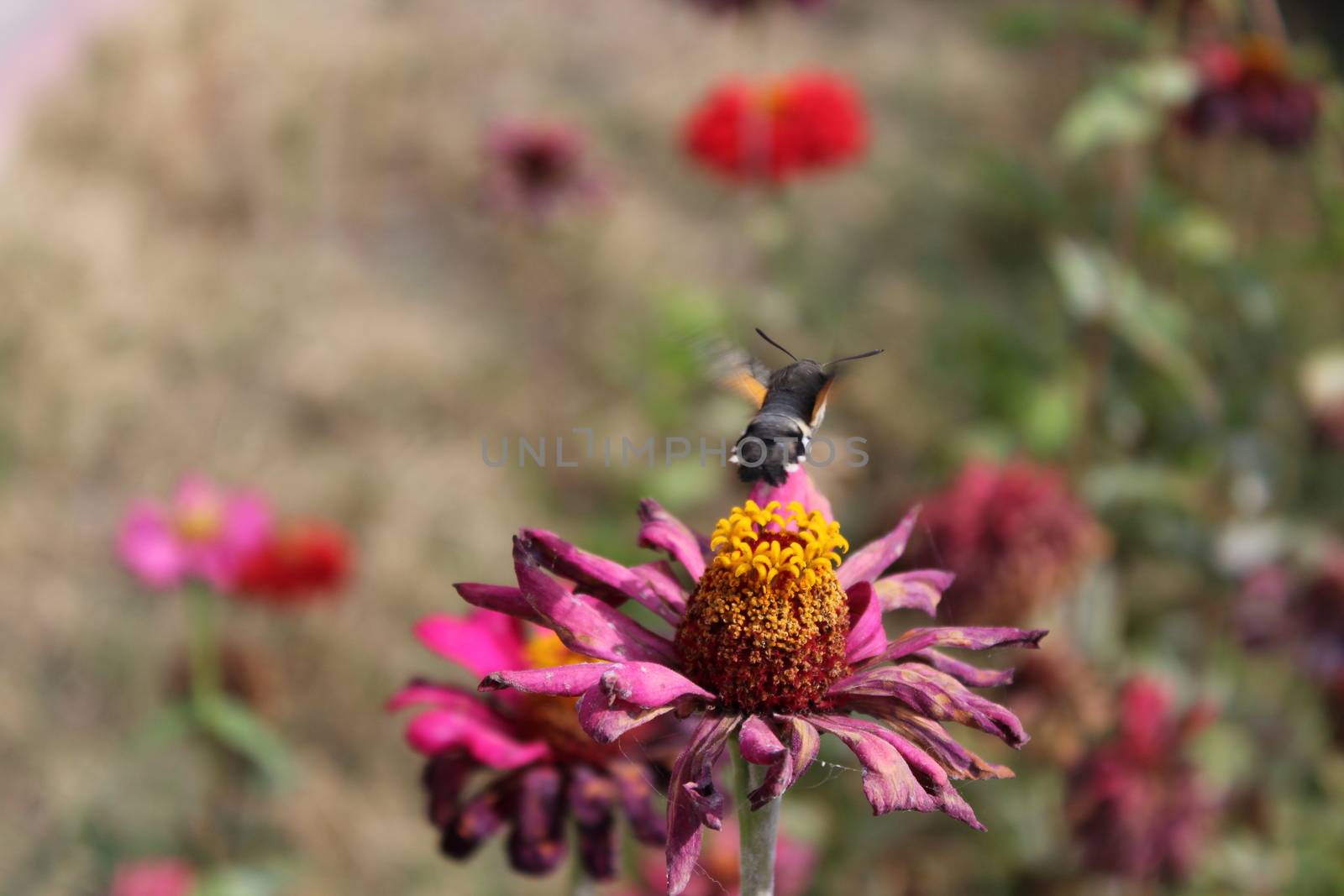 Hummingbird Hawk-moth in flight, over a flower.