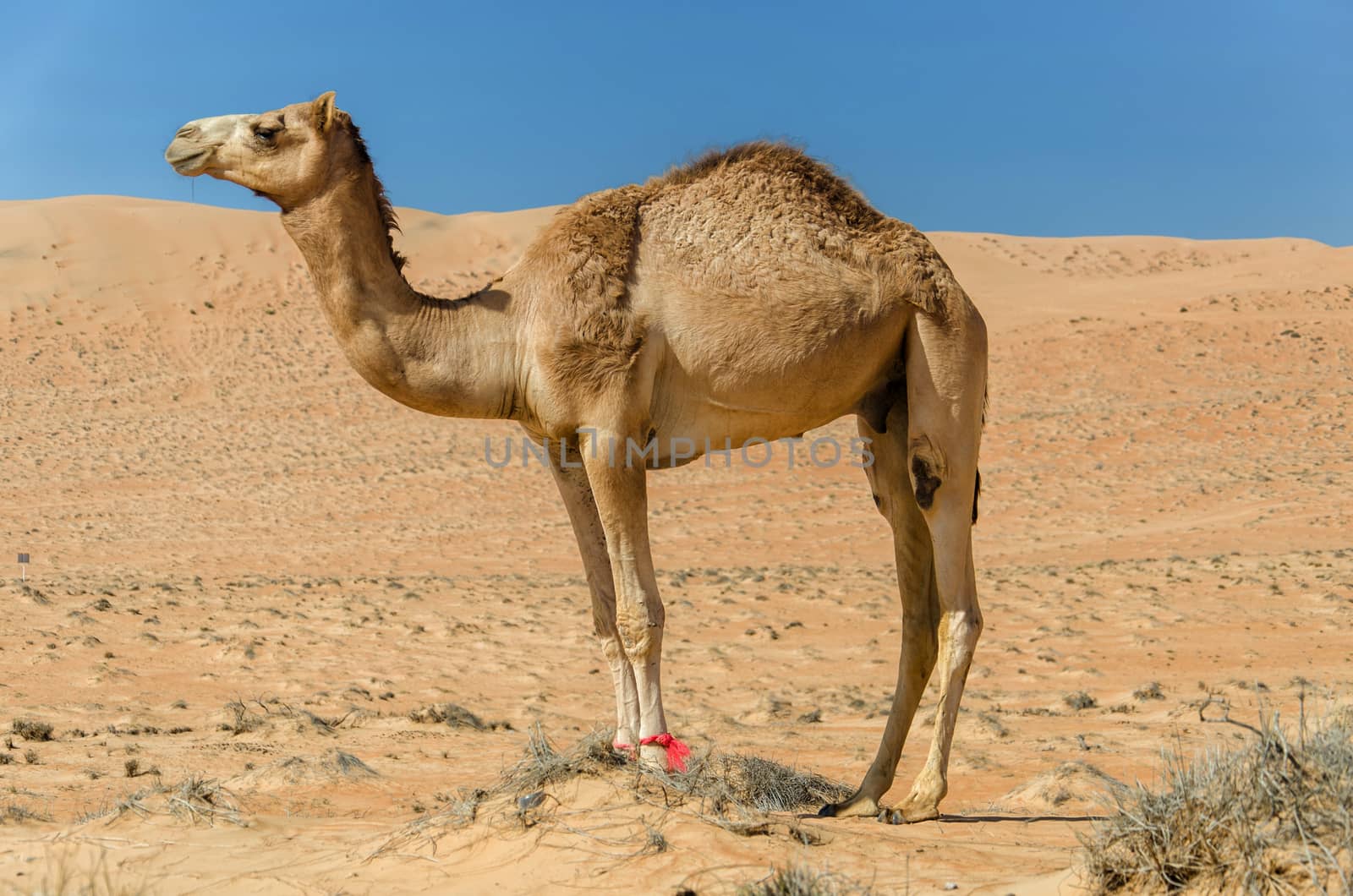 Taken in the Sharqiya Sands, Ash Sharqiyah Region, Sultanate of Oman