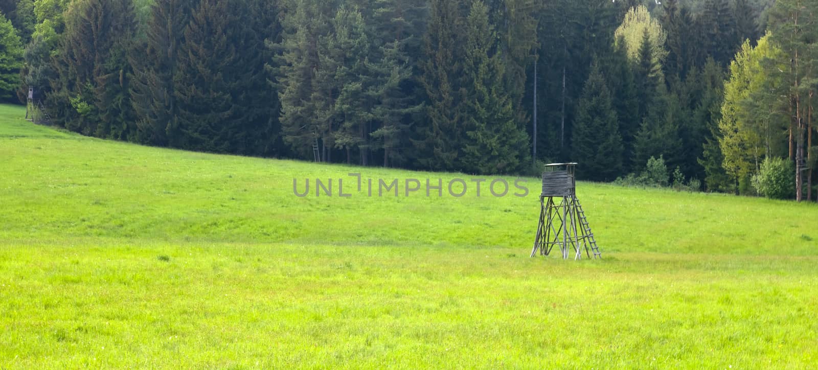 The grass field and the forest