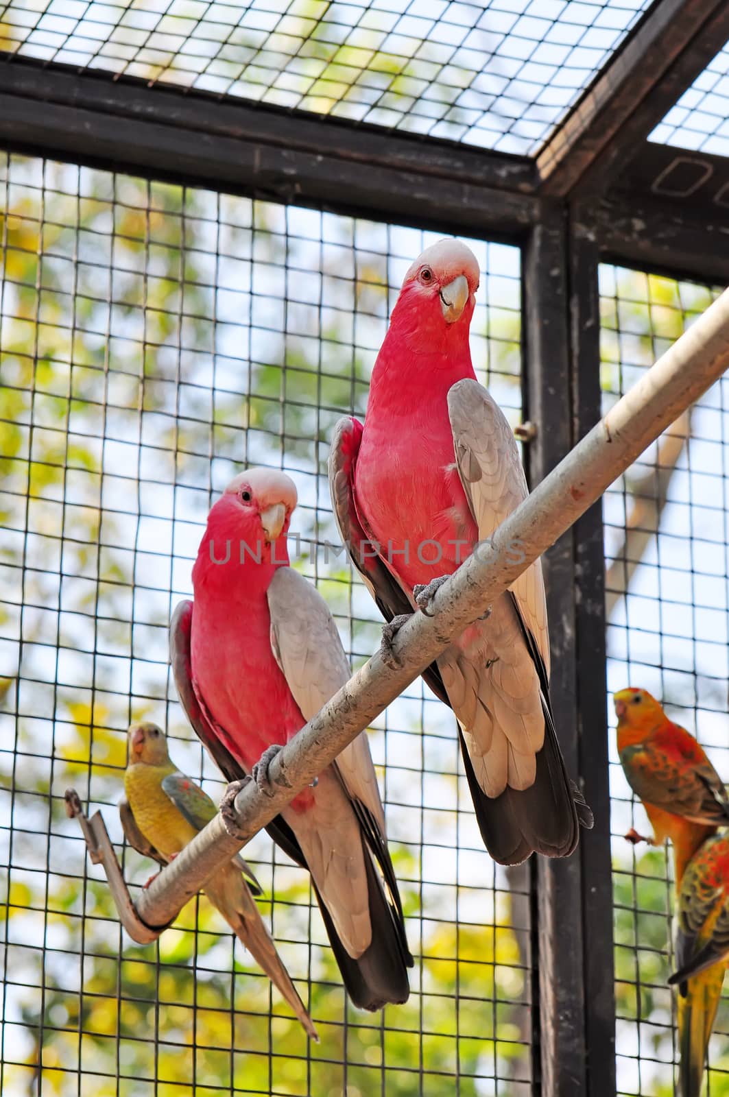 Pair of pink parrots.