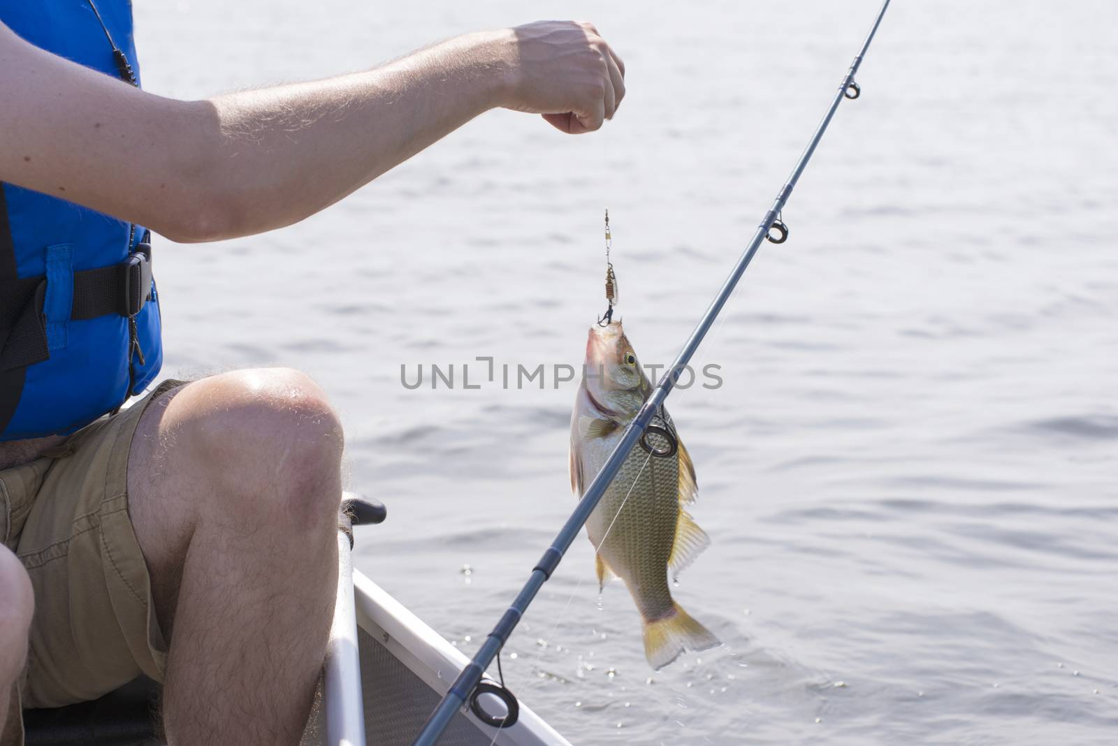 Fisherman with freshly caught freshwater drum fish in lake Erie, Ontario, Canada.